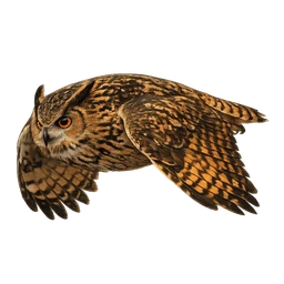 Eurasian Eagle-Owl, in flight