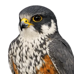 Eurasian Hobby, profile