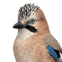 Eurasian Jay, profile