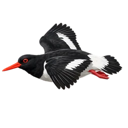 Eurasian Oystercatcher, in flight