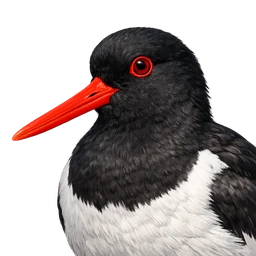Eurasian Oystercatcher, profile