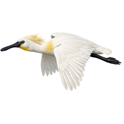 Eurasian Spoonbill, in flight