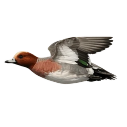 Eurasian Wigeon, in flight