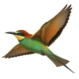 European Bee-eater, in flight