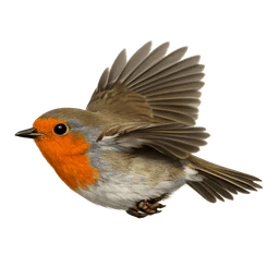 European Robin, in flight