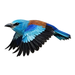 European Roller, in flight