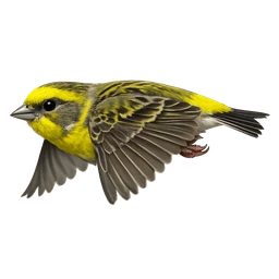 European Serin, in flight