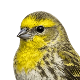 European Serin, profile