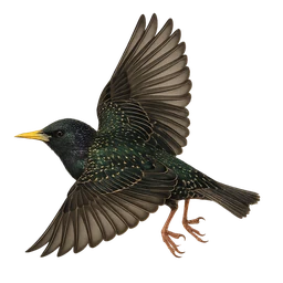 European Starling, in flight