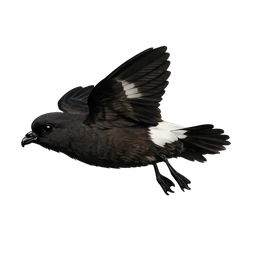 European Storm-Petrel, in flight