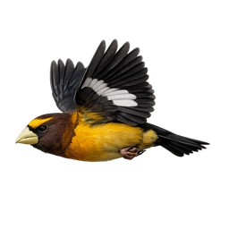 Evening Grosbeak, in flight
