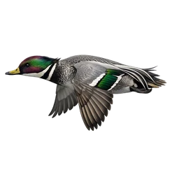 Falcated Duck, in flight