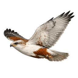 Ferruginous Hawk, in flight