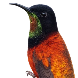 Fiery Topaz, profile