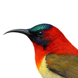 Fire-tailed Sunbird, profile