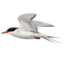 Forster's Tern, in flight