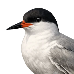 Forster's Tern, profile