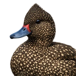 Freckled Duck, profile