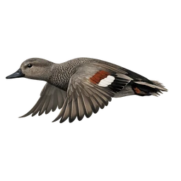 Gadwall, in flight