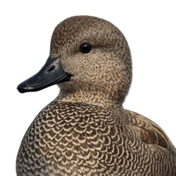 Gadwall, profile