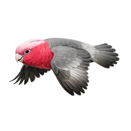Galah, in flight