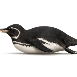 Galápagos Penguin, in flight