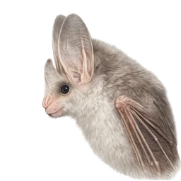 Ghost Bat, profile