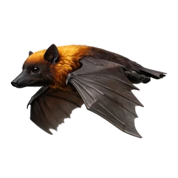 Giant Golden-crowned Flying Fox, in flight