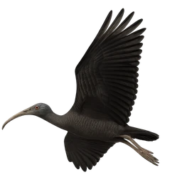 Giant Ibis, in flight
