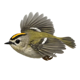Goldcrest, in flight