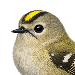 Goldcrest, profile