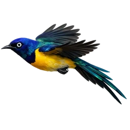 Golden-breasted Starling, in flight