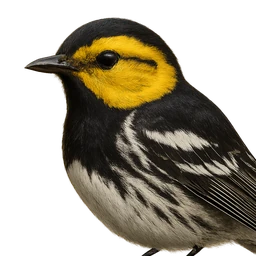 Golden-cheeked Warbler, profile
