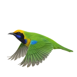 Golden-fronted Leafbird, in flight