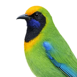 Golden-fronted Leafbird, profile