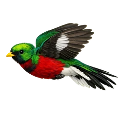 Golden-headed Quetzal, in flight