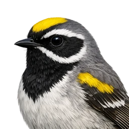 Golden-winged Warbler, profile