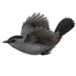 Gray Catbird, in flight