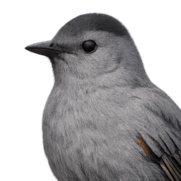 Gray Catbird, profile