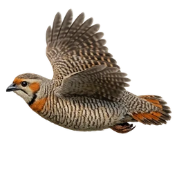 Gray Francolin, in flight