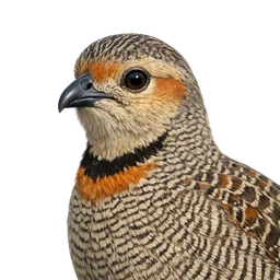 Gray Francolin, profile