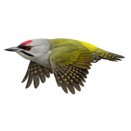 Gray-headed Woodpecker, in flight