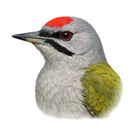 Gray-headed Woodpecker, profile