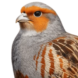 Gray Partridge, profile