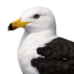 Great Black-backed Gull, profile