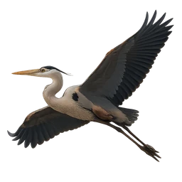 Great Blue Heron, in flight