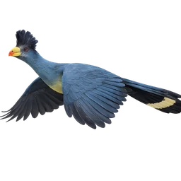Great Blue Turaco, in flight