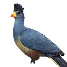 Great Blue Turaco, profile