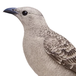 Great Bowerbird, profile