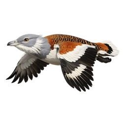 Great Bustard, in flight